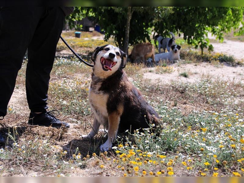 Tsuki, Mix Schäferhund / Berner Senne / Collie , lieb und verträglich