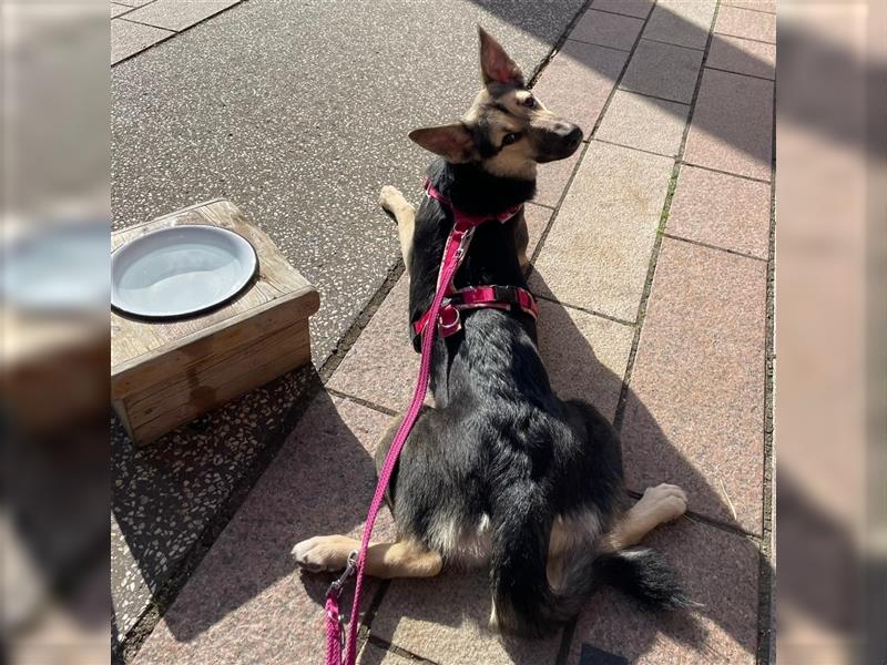 Lustige WILMA sucht eine liebevolle Familie