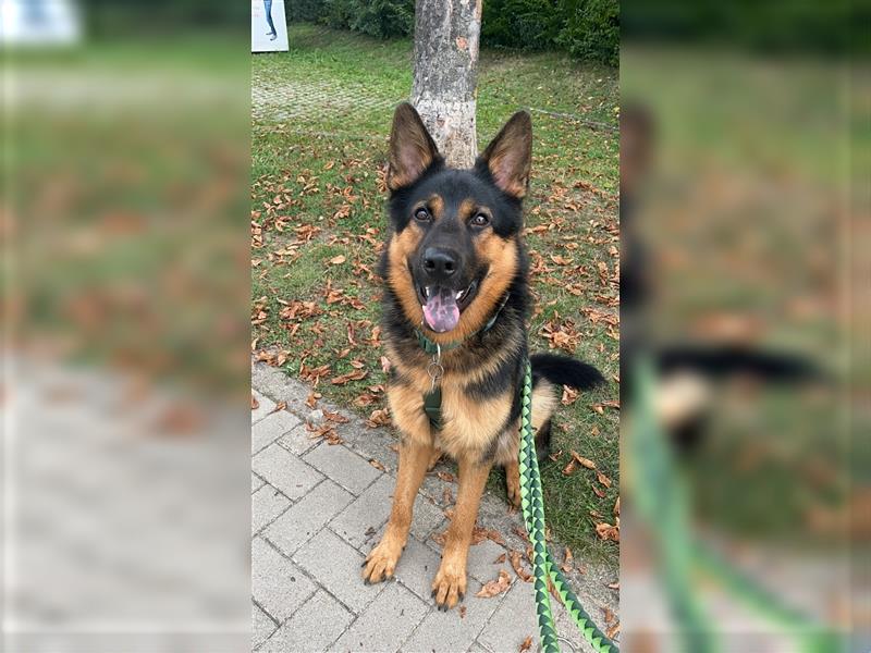 Max Schäferhund Mischling