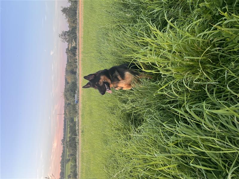 Max Schäferhund Mischling