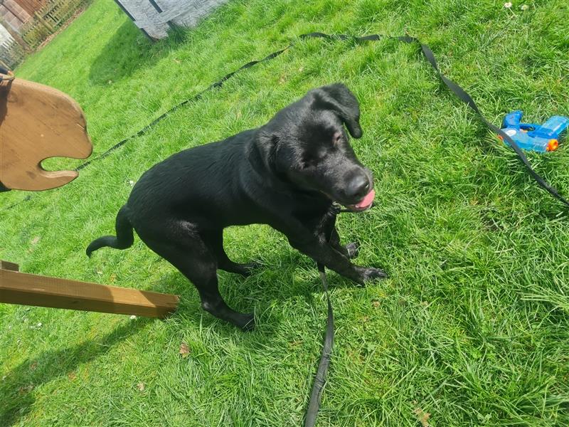 Schäferhund Labrador Mix