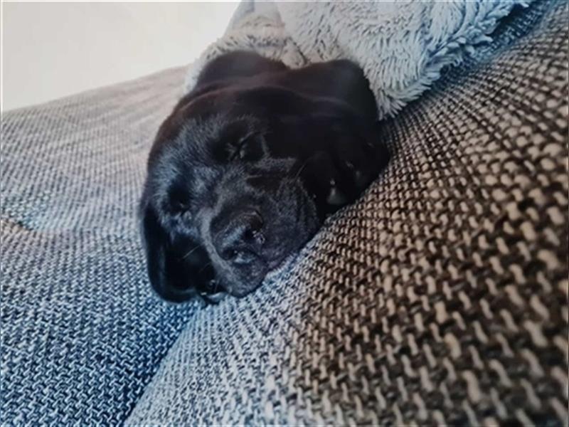 Schäferhund Labrador Mix