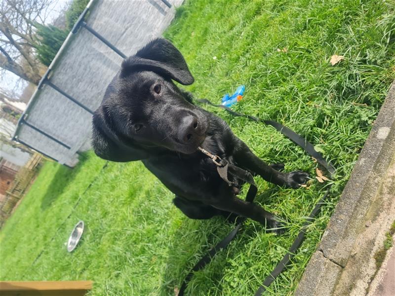 Schäferhund Labrador Mix