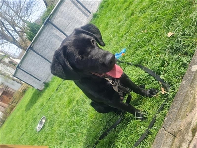 Schäferhund Labrador Mix