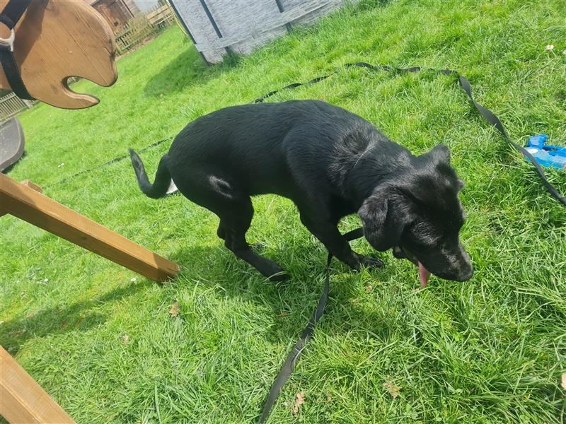 Schäferhund Labrador Mix