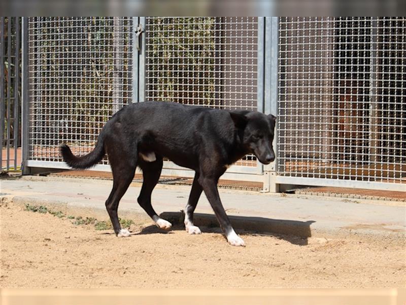 Curtis - Ungewöhnliche Augen bei putzmunteren Junghunden