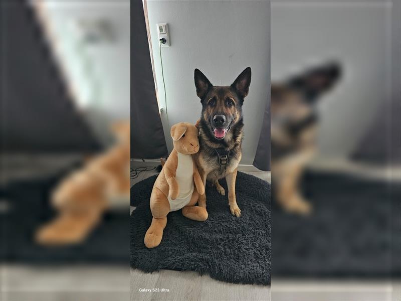 Deckrüde Schäferhund