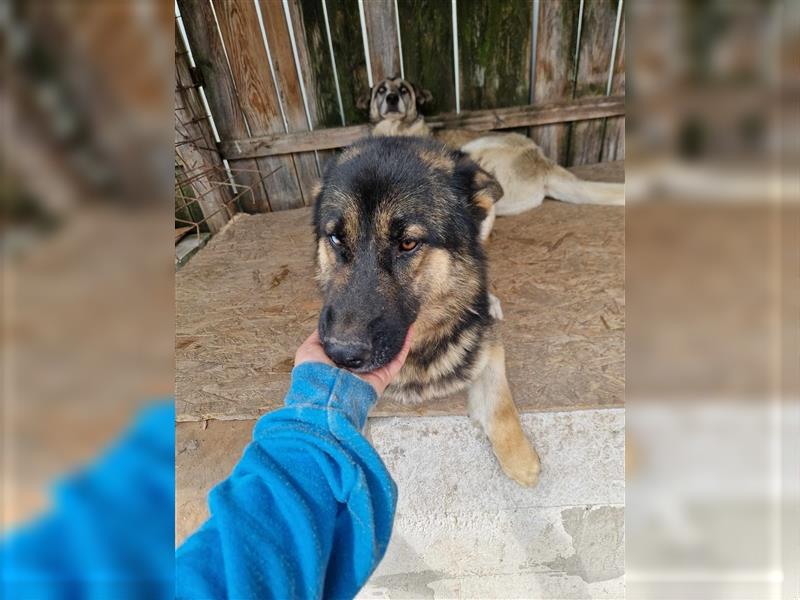 Lucky - Schäferhund mit blauem Auge