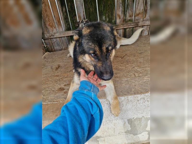 Lucky - Schäferhund mit blauem Auge