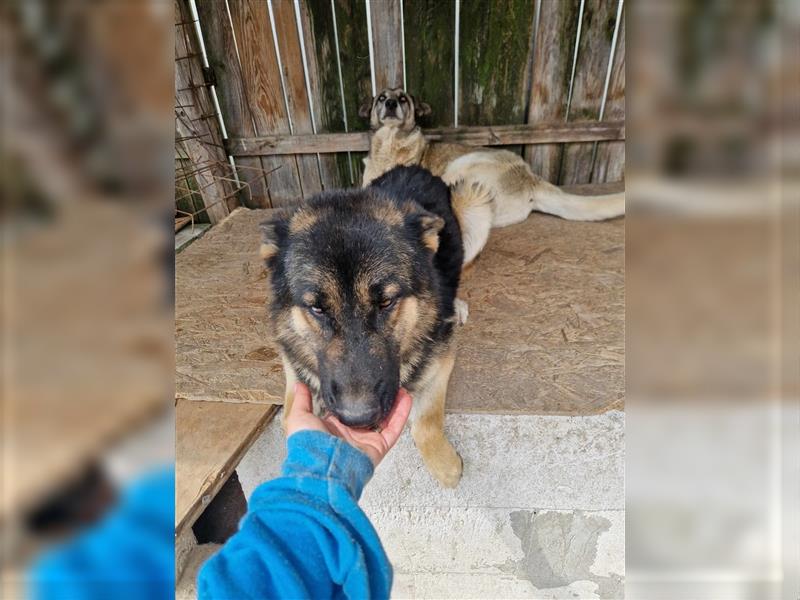 Lucky - Schäferhund mit blauem Auge