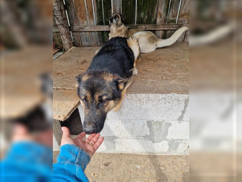 Lucky - Schäferhund mit blauem Auge