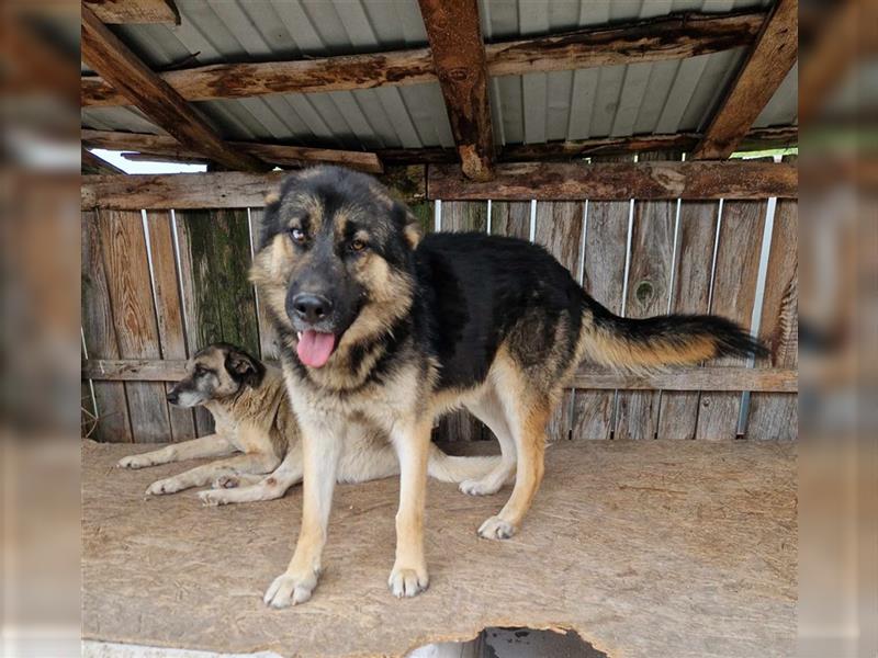 Lucky - Schäferhund mit blauem Auge