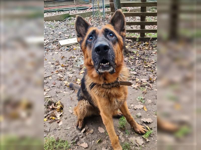 JULIUS - ein wunderbarer Hundebub auf der Suche nach seiner Familie