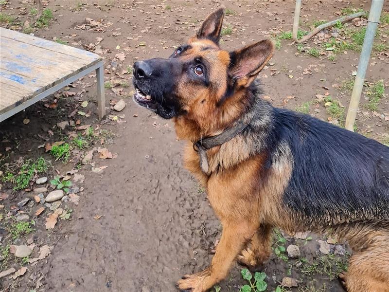 JULIUS - ein wunderbarer Hundebub auf der Suche nach seiner Familie