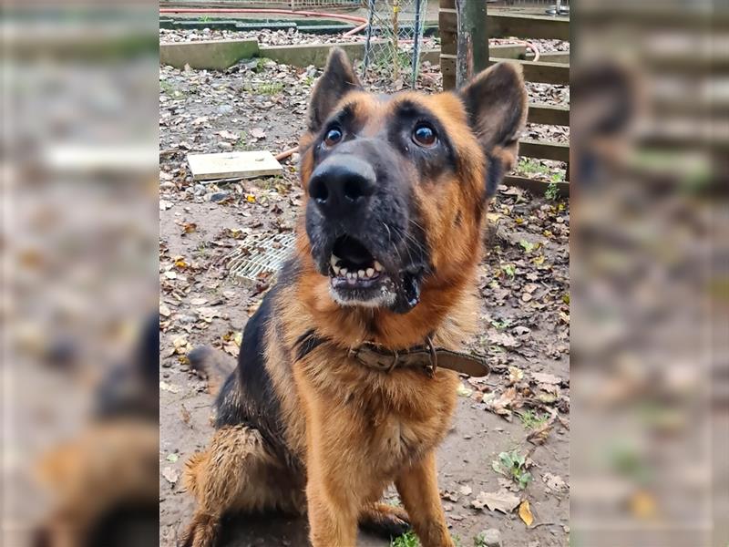 JULIUS - ein wunderbarer Hundebub auf der Suche nach seiner Familie