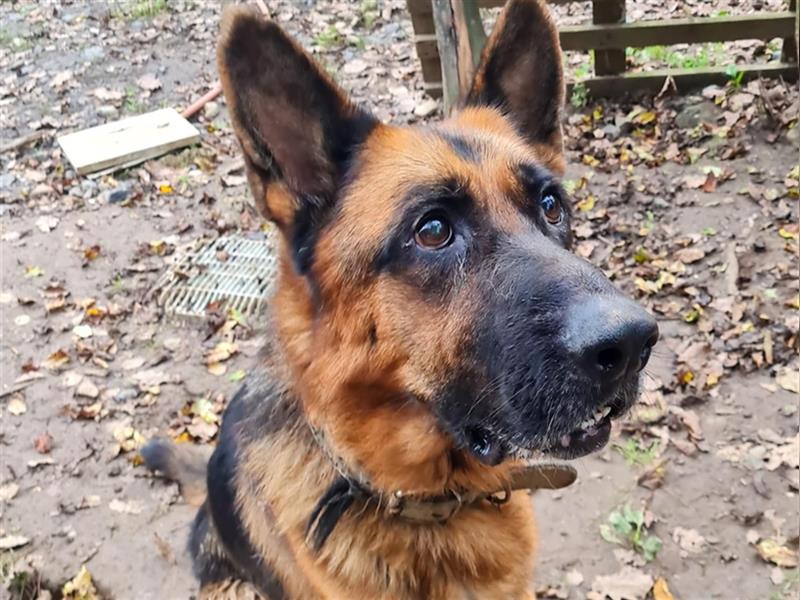 JULIUS - ein wunderbarer Hundebub auf der Suche nach seiner Familie