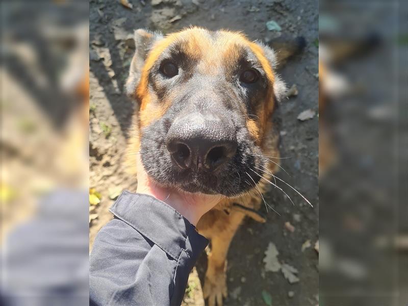 JULIUS - ein wunderbarer Hundebub auf der Suche nach seiner Familie