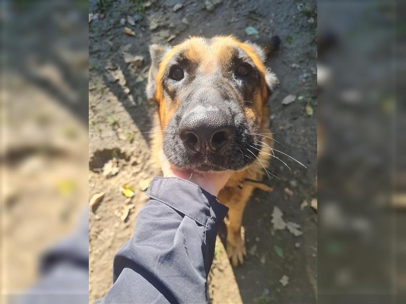 JULIUS - ein wunderbarer Hundebub auf der Suche nach seiner Familie