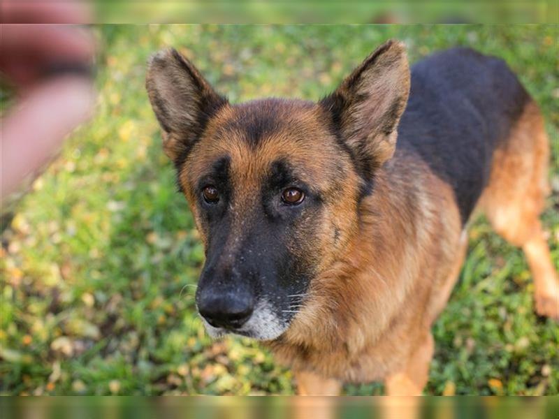 LOU - der brave, etwas ruhigere Rüde sucht ein liebevolles Für-Immer Zuhause