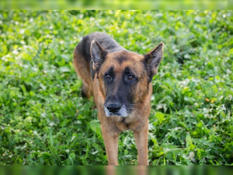 LOU - der brave, etwas ruhigere Rüde sucht ein liebevolles Für-Immer Zuhause