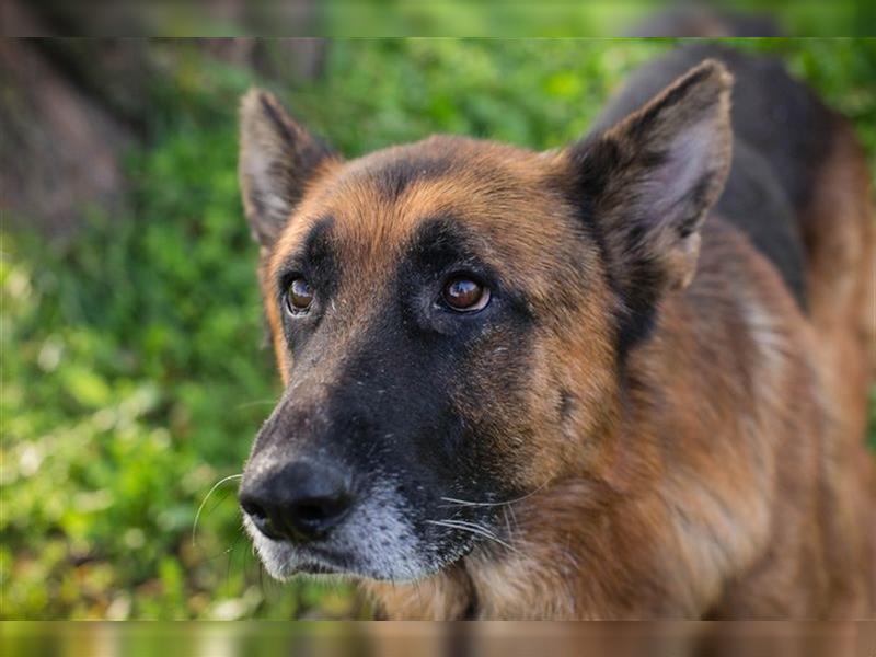 LOU - der brave, etwas ruhigere Rüde sucht ein liebevolles Für-Immer Zuhause