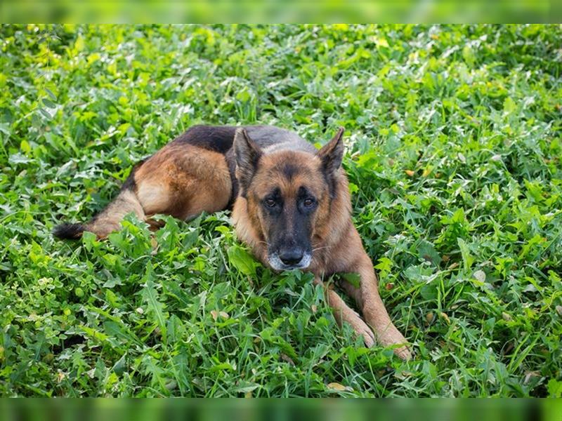 LOU - der brave, etwas ruhigere Rüde sucht ein liebevolles Für-Immer Zuhause