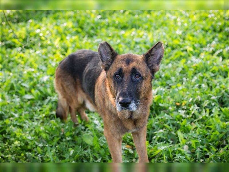 LOU - der brave, etwas ruhigere Rüde sucht ein liebevolles Für-Immer Zuhause