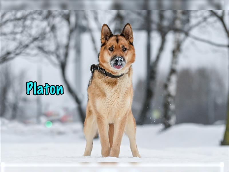Platon 03/19 (RUS) - intelligenter, aktiver Schäferhund-Mix sucht sportliche, souveäne Rassekenner!