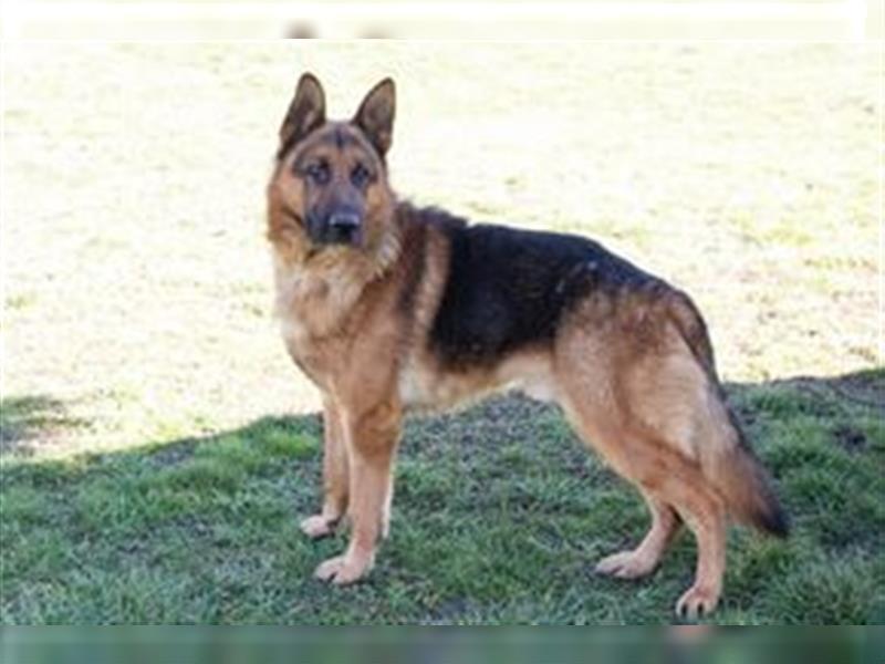 SANCHO - der hübsche Rüde sucht hundeerfahrene Menschen, die ihn artgerecht beschäftigen + auslasten