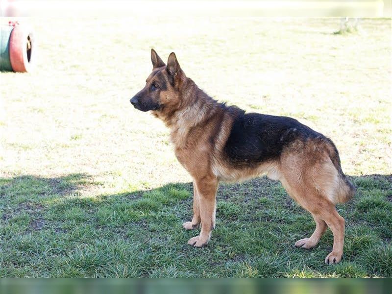 SANCHO - der hübsche Rüde sucht hundeerfahrene Menschen, die ihn artgerecht beschäftigen + auslasten