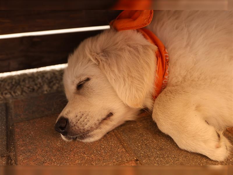 Schweizer weißer Schäferhund- weißer Golden Retriever