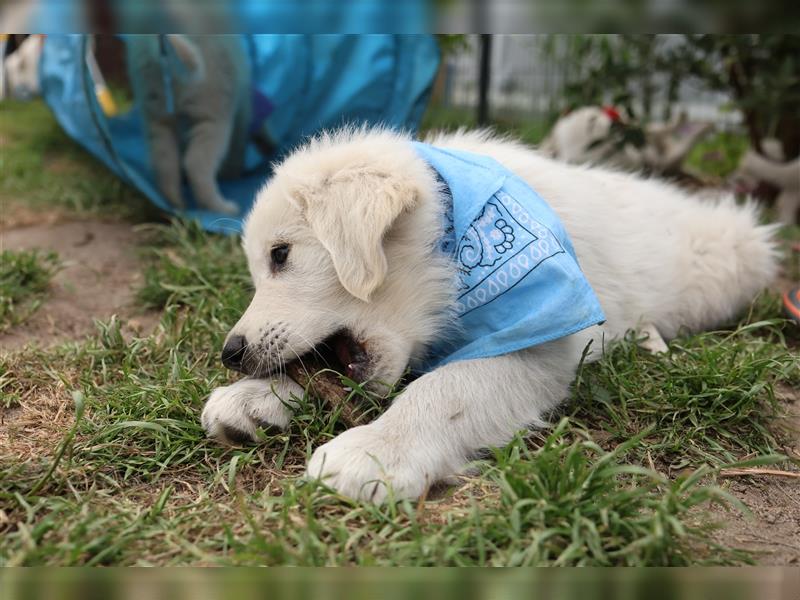 Schweizer weißer Schäferhund- weißer Golden Retriever