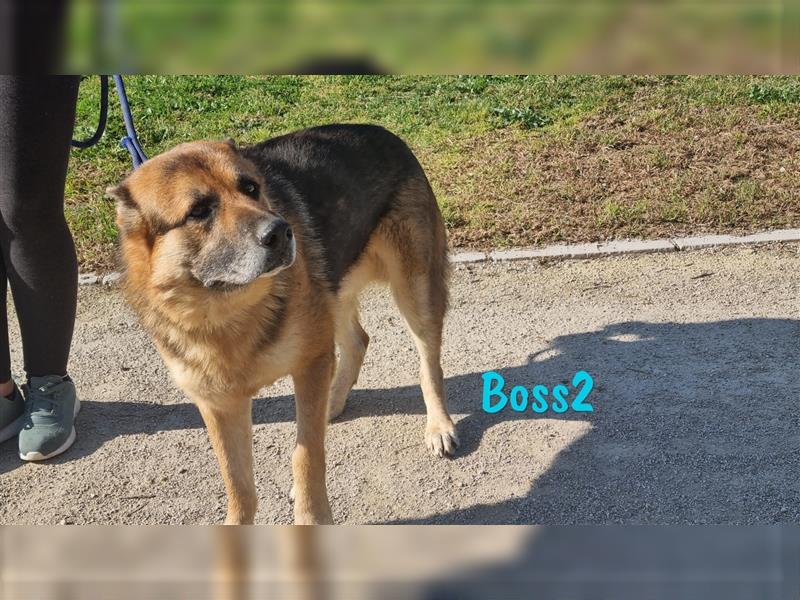 Boss2 04/2017 (ESP Pflegestelle) - Notfall: dankbarer und so treuer Schäferhund sucht Zuhause!