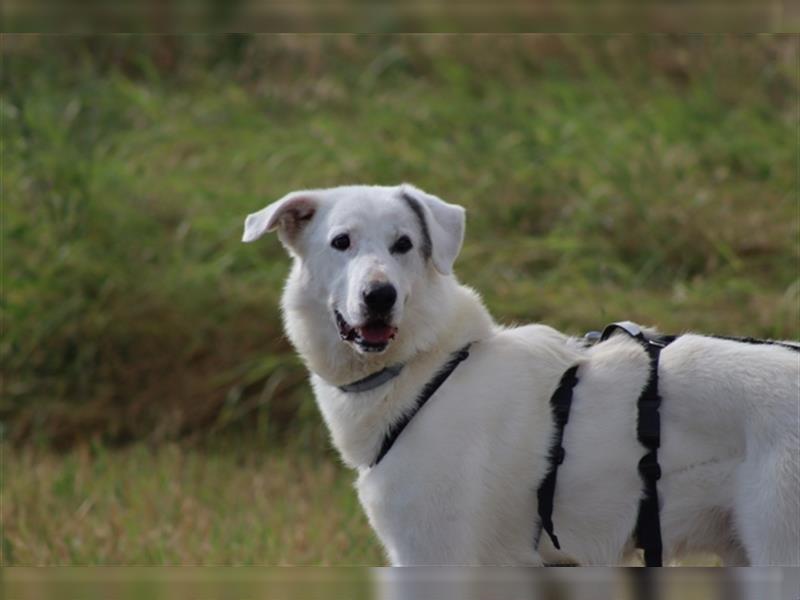 Timmy - ein bester Freund