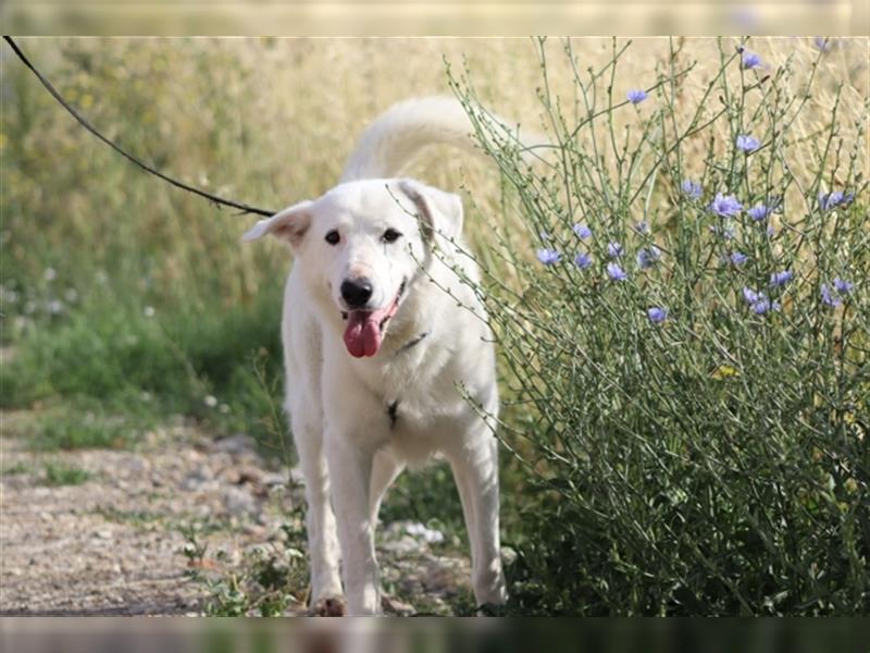 Timmy - ein bester Freund