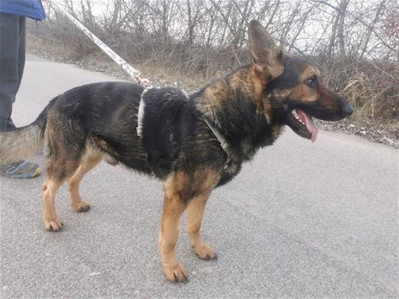 Jimmi, neugieriger Schäferhund (Mix?), ca. 7 Jahre, ca. 30kg