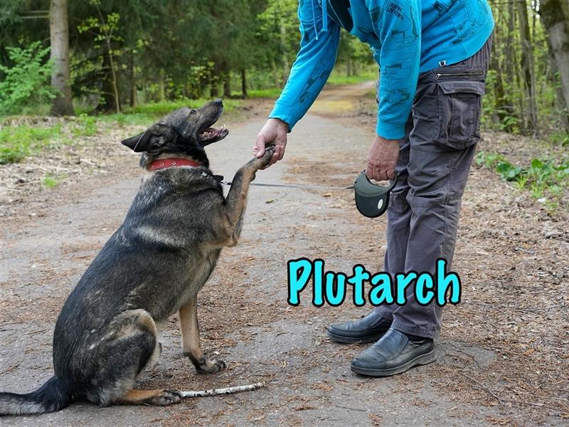Plutarch 10/2016 (RUS) - ausgeglichener, sehr treuer und super sozialisierter Rüde!