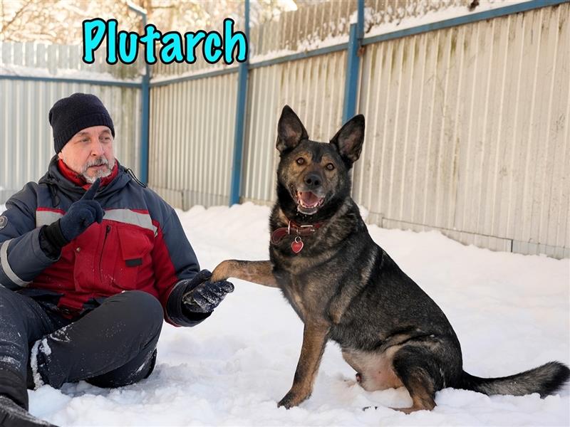 Plutarch 10/2016 (RUS) - ausgeglichener, sehr treuer und super sozialisierter Rüde!
