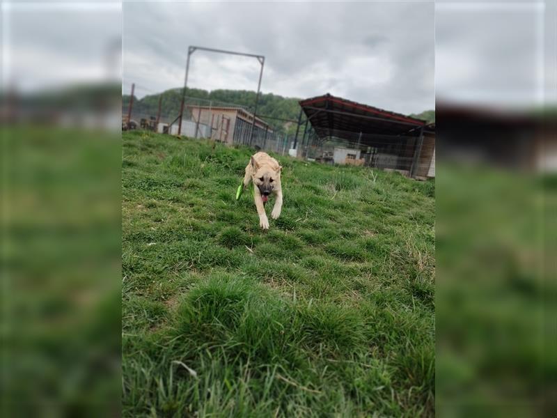 Torfnäschen SCOOTER sucht ein Für Immer Zuhause