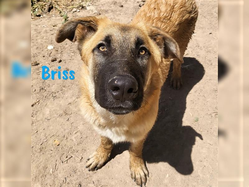 Briss 01/2024 (ESP) - ausgeglichener und genügsamer Schäferhund Mix Welpe!