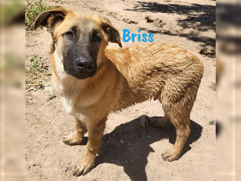 Briss 01/2024 (ESP) - ausgeglichener und genügsamer Schäferhund Mix Welpe!