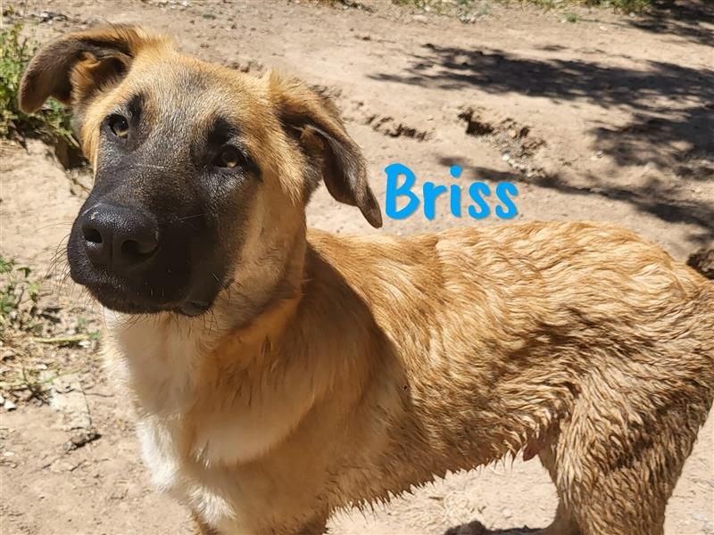 Briss 01/2024 (ESP) - ausgeglichener und genügsamer Schäferhund Mix Welpe!