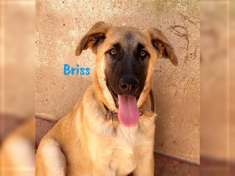 Briss 01/2024 (ESP) - ausgeglichener und genügsamer Schäferhund Mix Welpe!