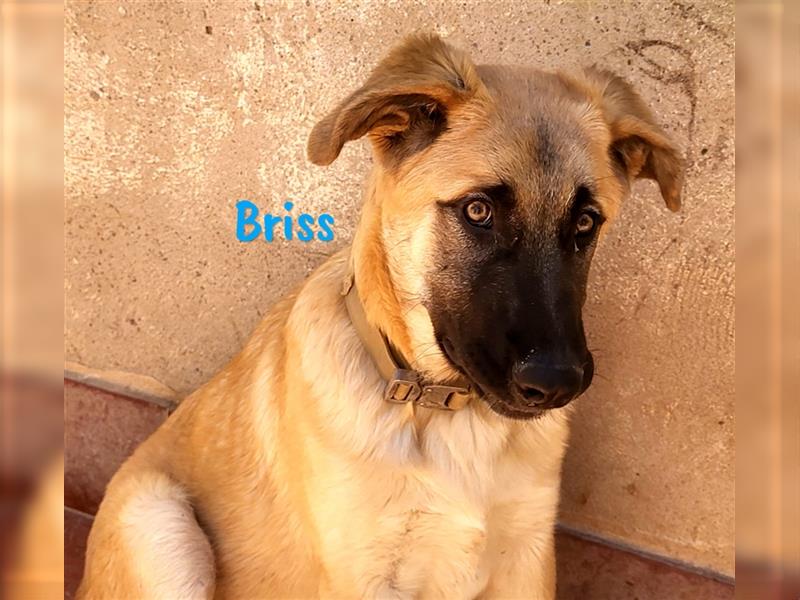 Briss 01/2024 (ESP) - ausgeglichener und genügsamer Schäferhund Mix Welpe!