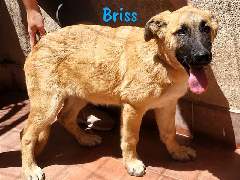 Briss 01/2024 (ESP) - ausgeglichener und genügsamer Schäferhund Mix Welpe!