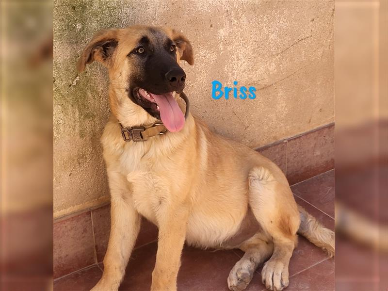 Briss 01/2024 (ESP) - ausgeglichener und genügsamer Schäferhund Mix Welpe!