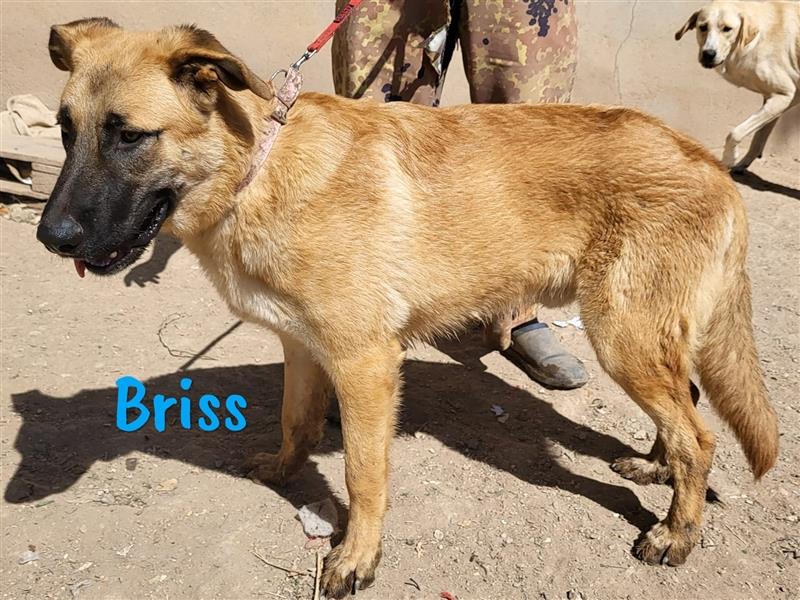 Briss 01/2024 (ESP) - ausgeglichener und genügsamer Schäferhund Mix Welpe!