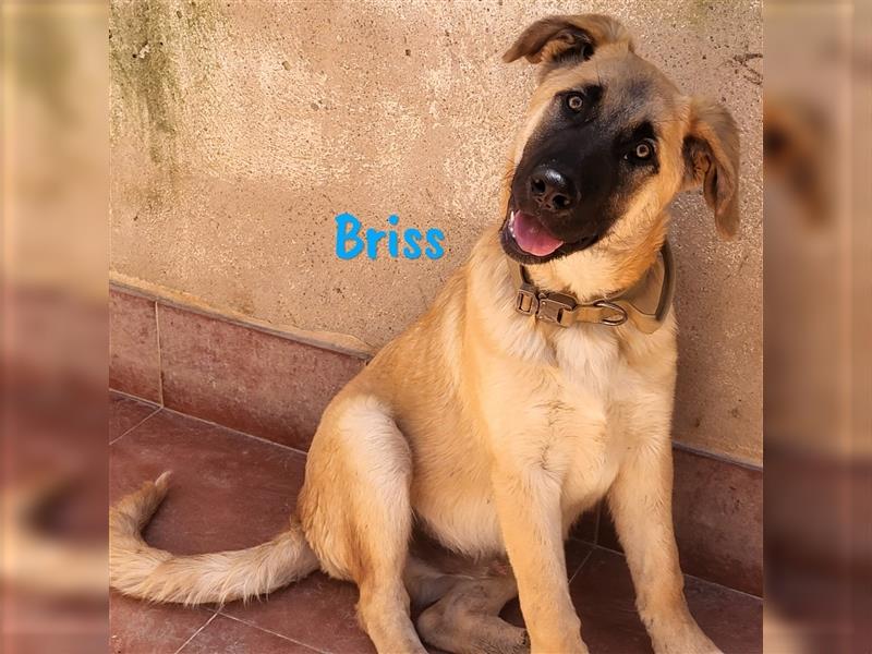 Briss 01/2024 (ESP) - ausgeglichener und genügsamer Schäferhund Mix Welpe!