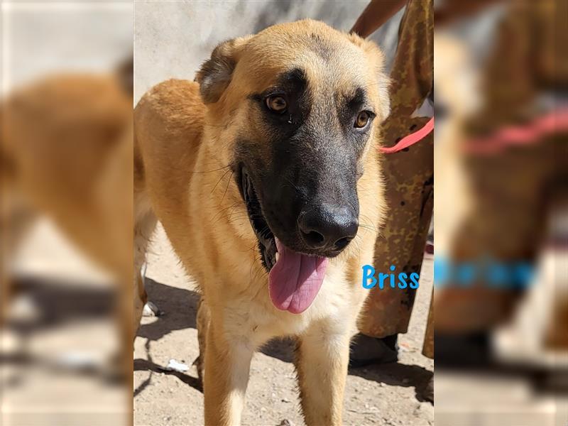 Briss 01/2024 (ESP) - ausgeglichener und genügsamer Schäferhund Mix Welpe!