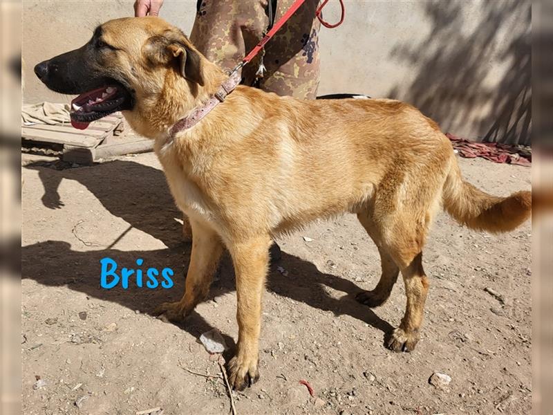 Briss 01/2024 (ESP) - ausgeglichener und genügsamer Schäferhund Mix Welpe!